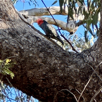 Callocephalon fimbriatum at Ainslie, ACT - 30 Oct 2025 by Hejor1