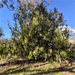 Exocarpos cupressiformis at Ainslie, ACT - 30 Oct 2025 by Hejor1