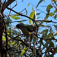 Manorina melanocephala at Ainslie, ACT - 30 Oct 2025 by Hejor1