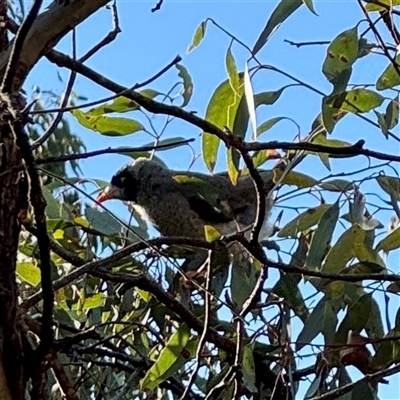 Manorina melanocephala at Ainslie, ACT - 30 Oct 2025 by Hejor1
