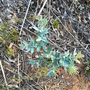 Acacia baileyana at Ainslie, ACT - 30 Oct 2025 by Hejor1