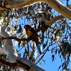 Platycercus eximius at Ainslie, ACT - 30 Oct 2025 by Hejor1