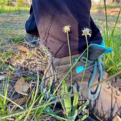 Plantago lanceolata (Ribwort Plantain, Lamb's Tongues) at Ainslie, ACT - 30 Oct 2025 by Hejor1