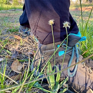 Plantago sp. at Ainslie, ACT - 30 Oct 2025 by Hejor1