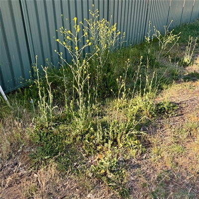 Hirschfeldia incana (Buchan Weed) at Ainslie, ACT - 30 Oct 2025 by Hejor1