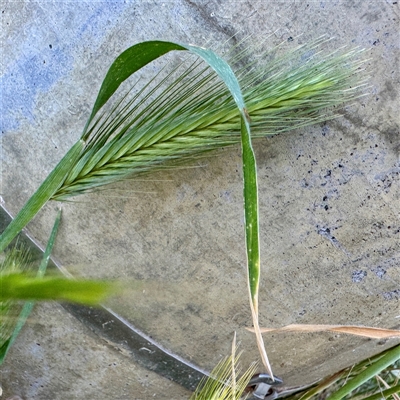 Avena (genus) at Ainslie, ACT - 30 Oct 2025 by Hejor1