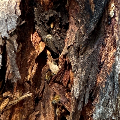 Apis mellifera (European honey bee) at Ainslie, ACT - 30 Oct 2025 by Hejor1