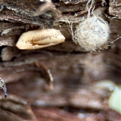 Australomimetus sp. (genus) at O'Connor, ACT - 29 Oct 2025 by Hejor1