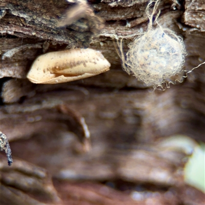 Australomimetus sp. (genus) at O'Connor, ACT - 29 Oct 2025 by Hejor1