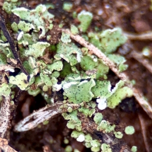 Riccia sp. (genus) at O'Connor, ACT - 29 Oct 2025 by Hejor1