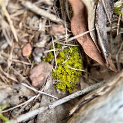 Bryaceae (family) at O'Connor, ACT - 29 Oct 2025 by Hejor1