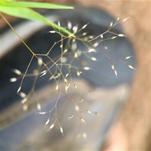 Aira (genus) at O'Connor, ACT - 29 Oct 2025 by Hejor1