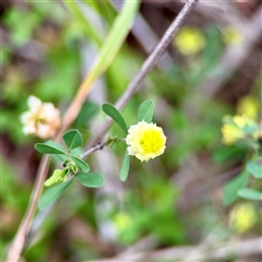 Trifolium campestre (Hop Clover) at O'Connor, ACT - 29 Oct 2025 by Hejor1