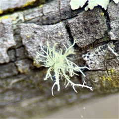 Usnea sp. (genus) at O'Connor, ACT - 29 Oct 2025 by Hejor1