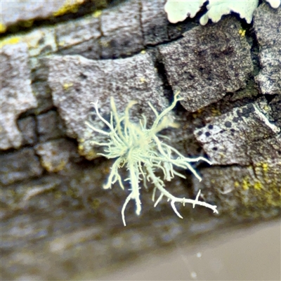 Usnea sp. (genus) at O'Connor, ACT - 29 Oct 2025 by Hejor1