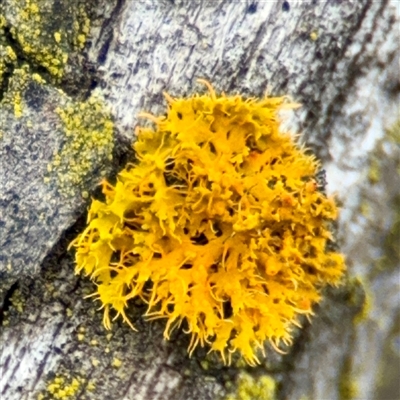 Teloschistes sp. (genus) at O'Connor, ACT - 29 Oct 2025 by Hejor1