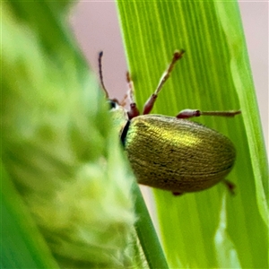 Eumolpinae (subfamily) at O'Connor, ACT - 29 Oct 2025 by Hejor1
