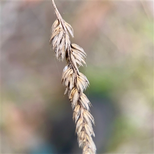 Dactylis glomerata (Cocksfoot) at O'Connor, ACT - 29 Oct 2025 by Hejor1