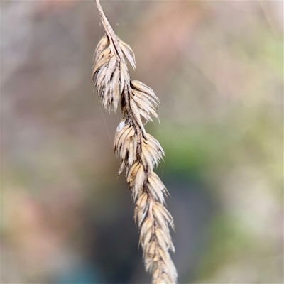 Dactylis glomerata (Cocksfoot) at O'Connor, ACT - 29 Oct 2025 by Hejor1