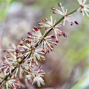 Lomandra multiflora (Many-flowered Matrush) at O'Connor, ACT - 29 Oct 2025 by Hejor1