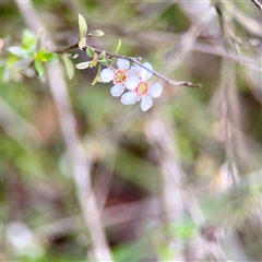 Euryomyrtus ramosissima at O'Connor, ACT - 29 Oct 2025 by Hejor1