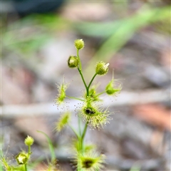 Drosera gunniana (Pale Sundew) at O'Connor, ACT - 29 Oct 2025 by Hejor1