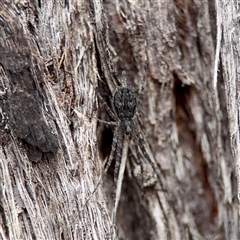 Tamopsis fickerti (Two-tailed spider) at O'Connor, ACT - 29 Oct 2025 by Hejor1