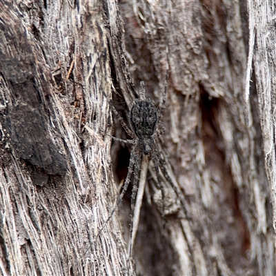Tamopsis fickerti (Two-tailed spider) at O'Connor, ACT - 29 Oct 2025 by Hejor1