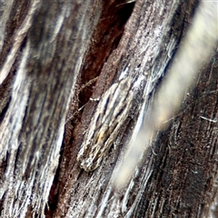 Ardozyga amblopis (A Gelechiod moth (Gelechiidae) at O'Connor, ACT - 29 Oct 2025 by Hejor1