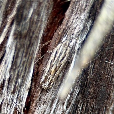 Ardozyga amblopis (A Gelechiod moth (Gelechiidae) at O'Connor, ACT - 29 Oct 2025 by Hejor1