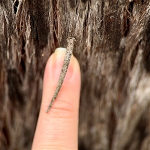 Conoeca guildingi at O'Connor, ACT - 29 Oct 2025 by Hejor1