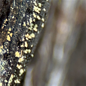 Lachnum sp. at O'Connor, ACT - 29 Oct 2025 by Hejor1