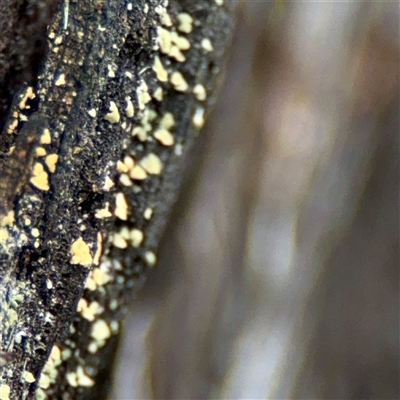 Lachnum sp. at O'Connor, ACT - 29 Oct 2025 by Hejor1