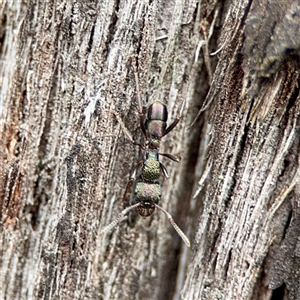 Rhytidoponera metallica (Greenhead ant) at O'Connor, ACT - 29 Oct 2025 by Hejor1