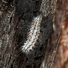 Noctuoidea (superfamily) at O'Connor, ACT - 29 Oct 2025 by Hejor1