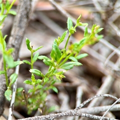 Gonocarpus tetragynus (Common Raspwort) at O'Connor, ACT - 29 Oct 2025 by Hejor1