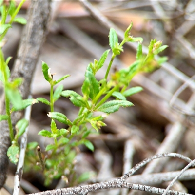 Gonocarpus tetragynus (Common Raspwort) at O'Connor, ACT - 29 Oct 2025 by Hejor1