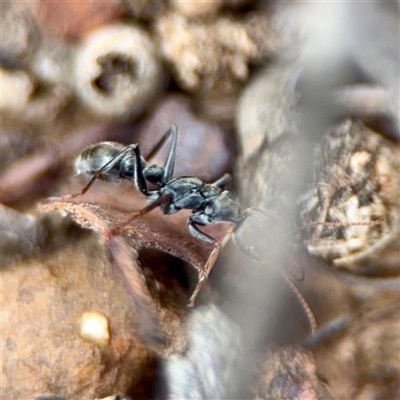 Myrmecia sp., pilosula-group (Jack jumper) at O'Connor, ACT - 29 Oct 2025 by Hejor1