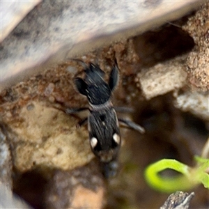 Dieuches sp. (genus) (Black and White Seed Bug) at O'Connor, ACT - 29 Oct 2025 by Hejor1