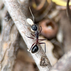 Camponotus intrepidus (Flumed Sugar Ant) at O'Connor, ACT - 29 Oct 2025 by Hejor1
