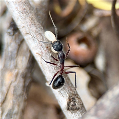 Camponotus intrepidus (Flumed Sugar Ant) at O'Connor, ACT - 29 Oct 2025 by Hejor1