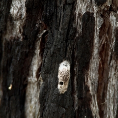 Araneidae (family) at O'Connor, ACT - 29 Oct 2025 by Hejor1