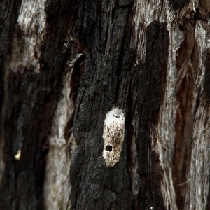 Araneidae (family) at O'Connor, ACT - 29 Oct 2025 by Hejor1