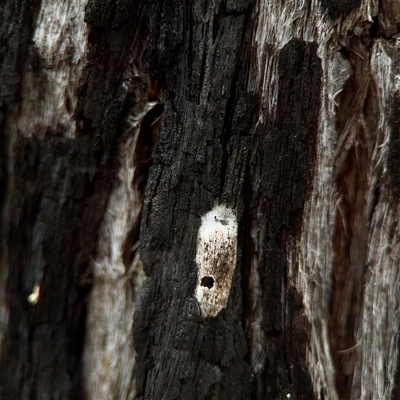 Araneidae (family) at O'Connor, ACT - 29 Oct 2025 by Hejor1
