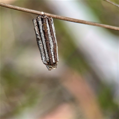 Clania (genus) (A case moth) at O'Connor, ACT - 29 Oct 2025 by Hejor1