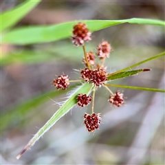 Luzula (genus) at O'Connor, ACT - 29 Oct 2025 by Hejor1