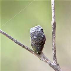 Cryptocephalinae (sub-family) (A case-bearing leaf beetle) at O'Connor, ACT - 29 Oct 2025 by Hejor1