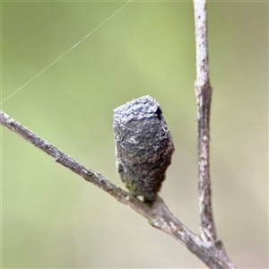 Cryptocephalinae (sub-family) (A case-bearing leaf beetle) at O'Connor, ACT - 29 Oct 2025 by Hejor1