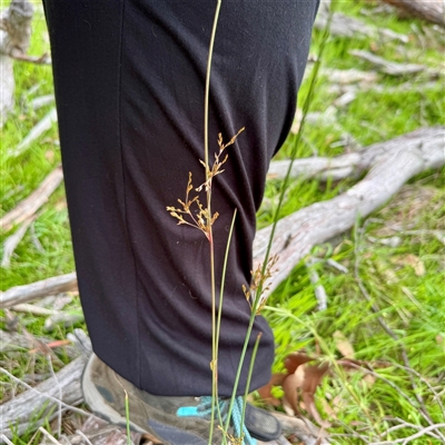 Juncus (genus) (A Rush) at O'Connor, ACT - 29 Oct 2025 by Hejor1