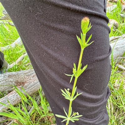 Galium aparine (Goosegrass, Cleavers) at O'Connor, ACT - 29 Oct 2025 by Hejor1